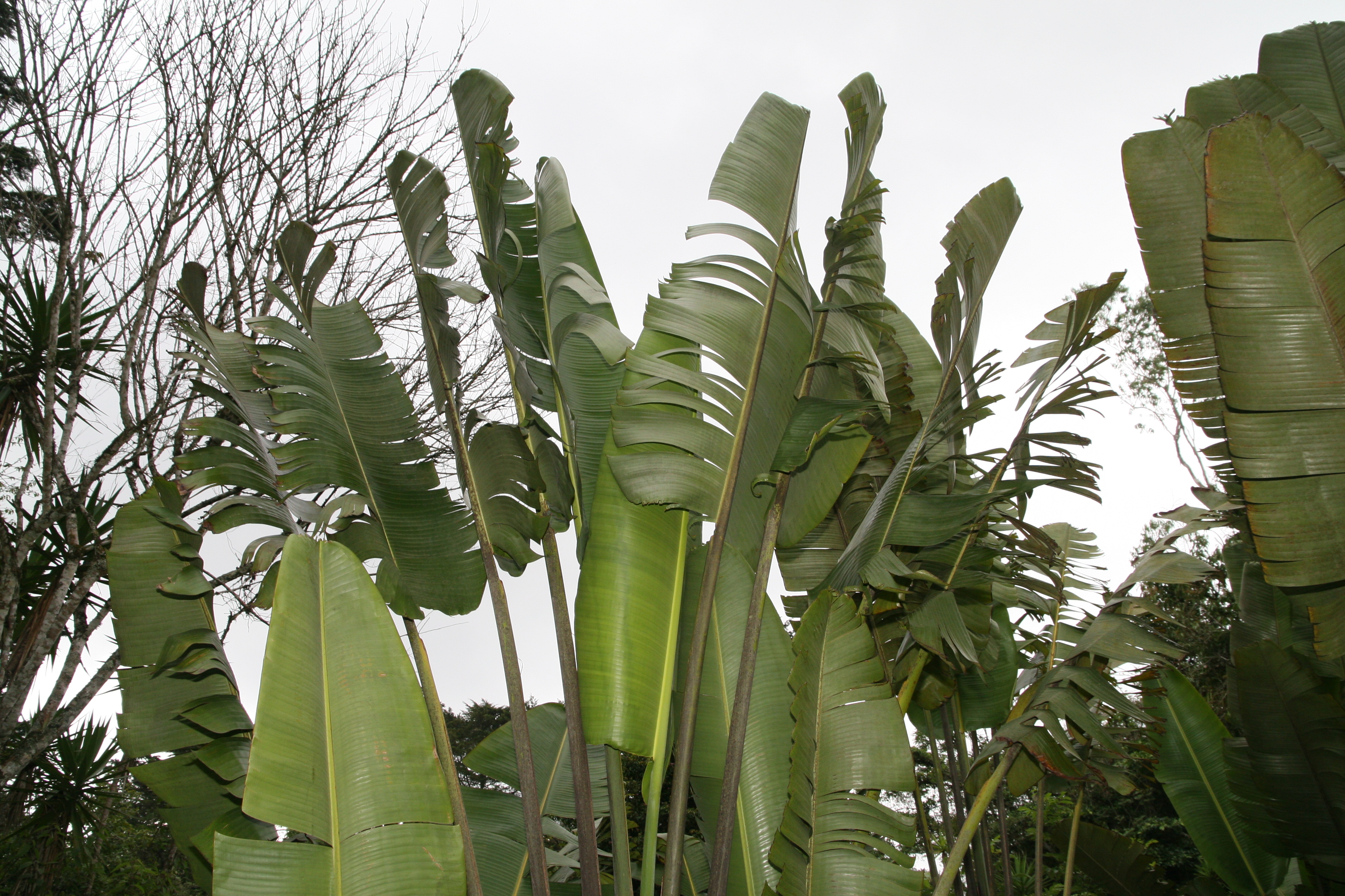 File:Ravenala madagascariensis 1.jpg - Wikimedia Commons