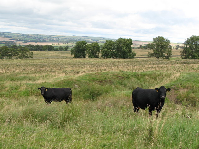 File:Rough pastures near Keepwith Fell - geograph.org.uk - 540937.jpg