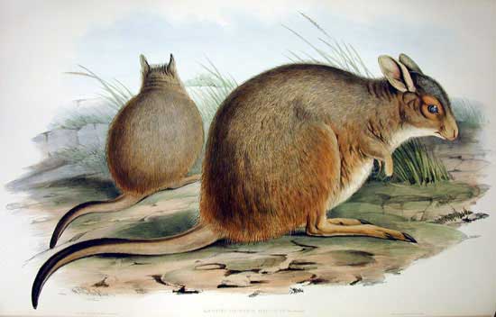 The average litter size of a Rufous hare-wallaby is 1