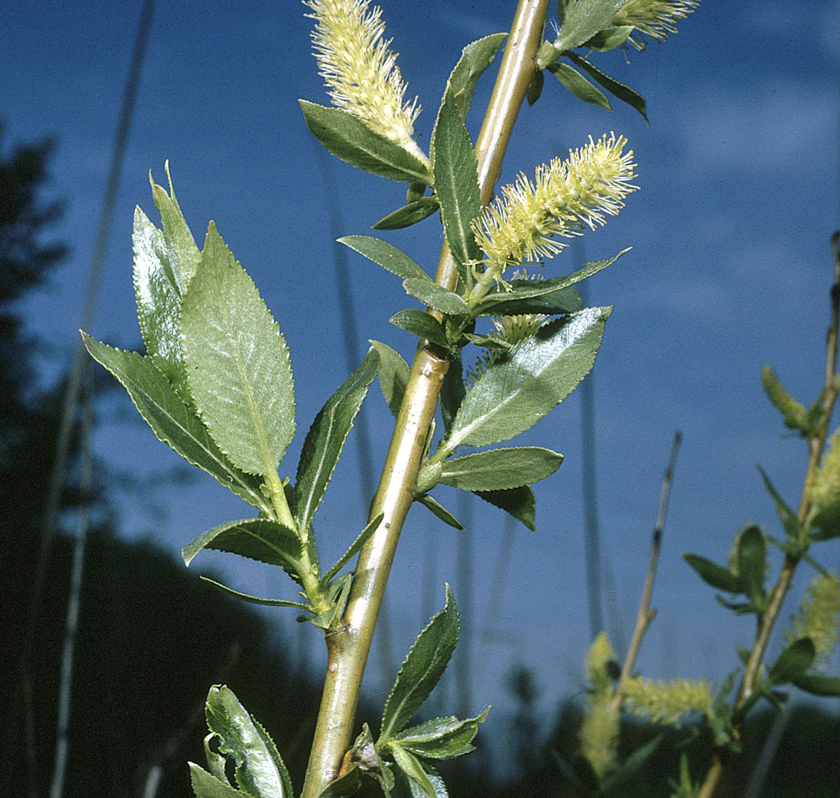 Salix растение