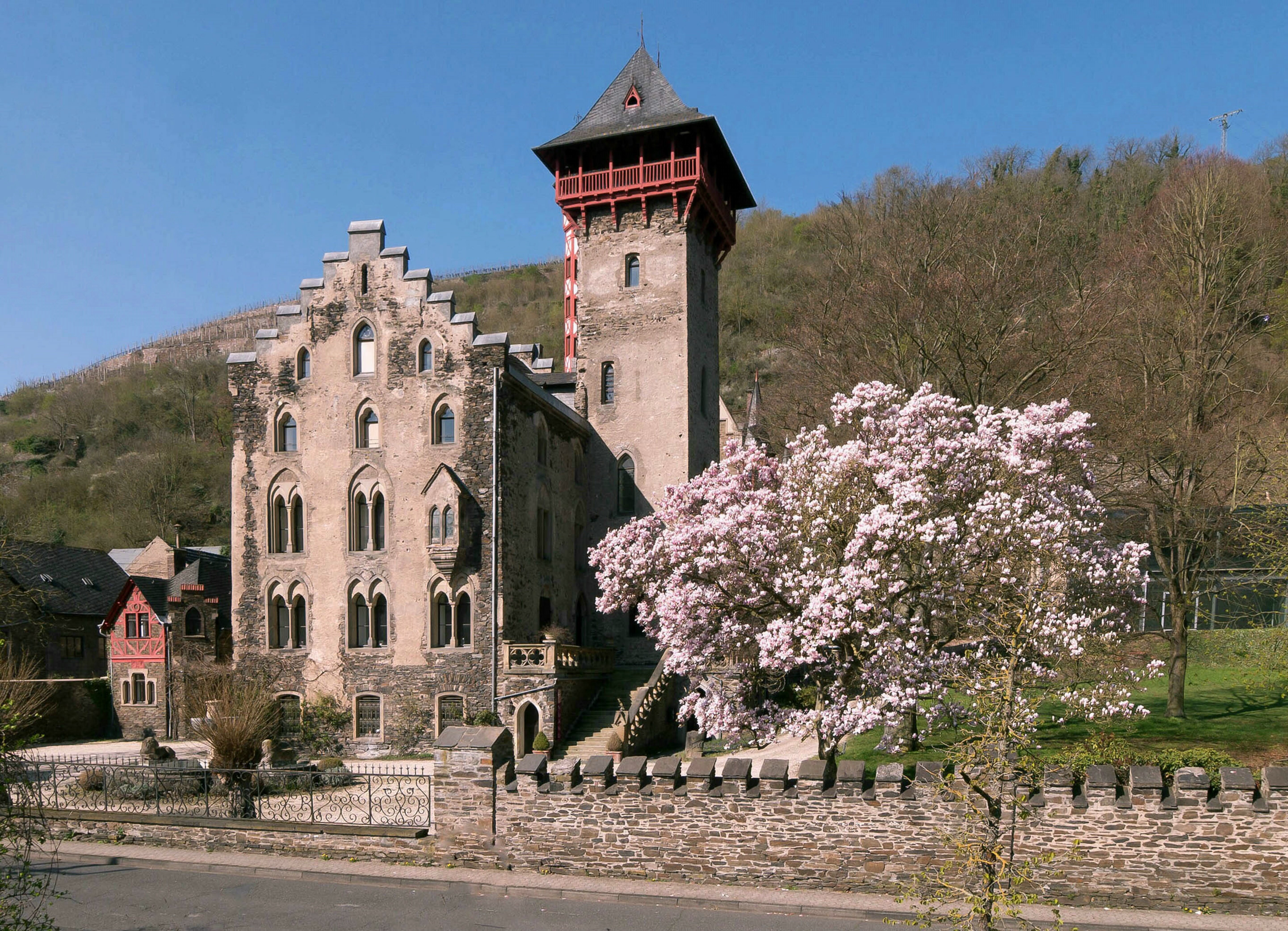 Schloss Liebieg, Magnolienbaum