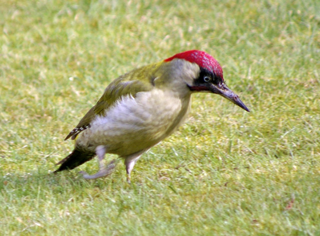 File:Shall we dance^ - geograph.org.uk - 1194015.jpg