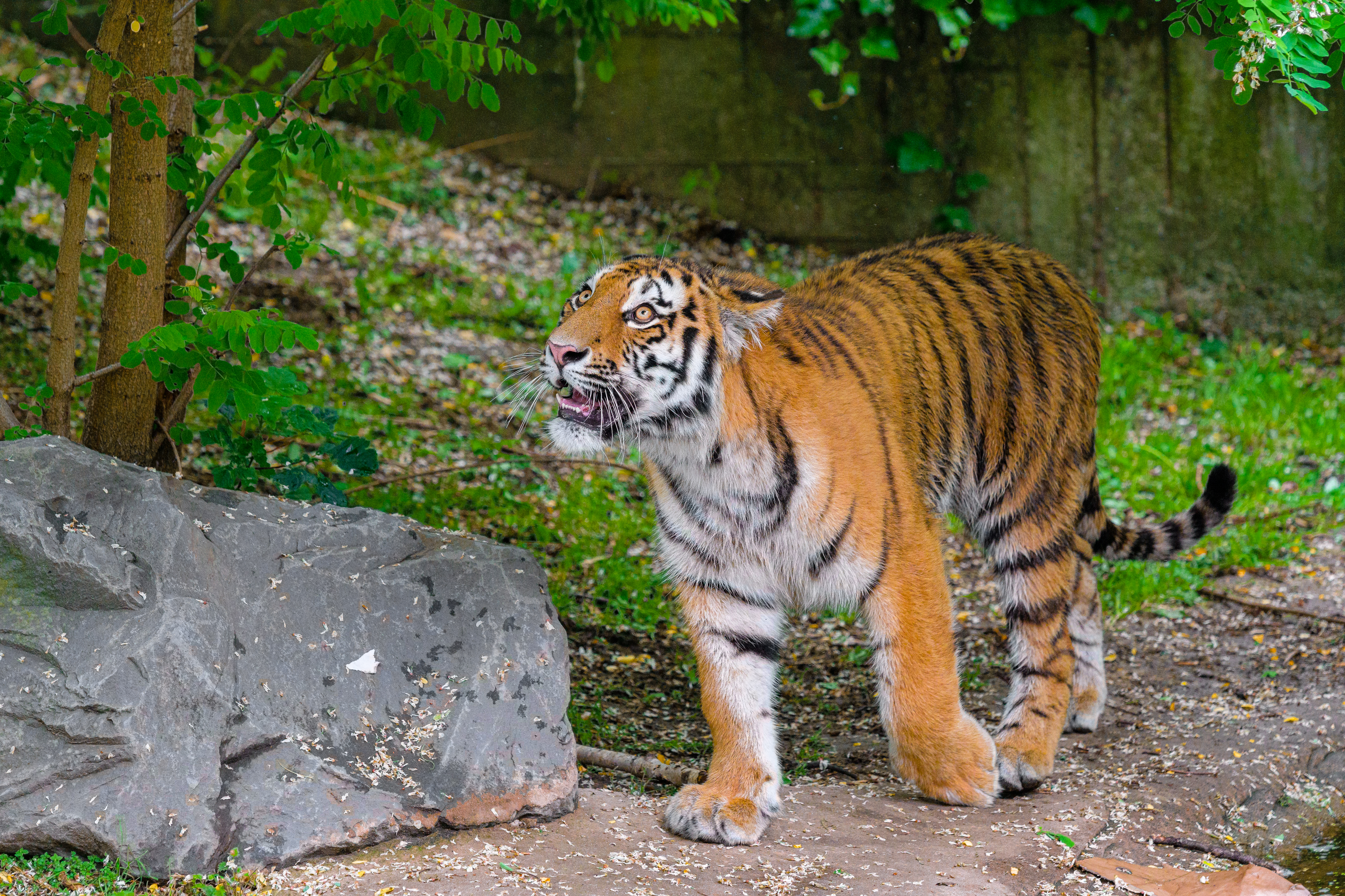 Oscal tiger 12. Амурский тигр сидит. Амурский тигр в мантии. Сибирские хищники. Амурский тигр опасность для человека.