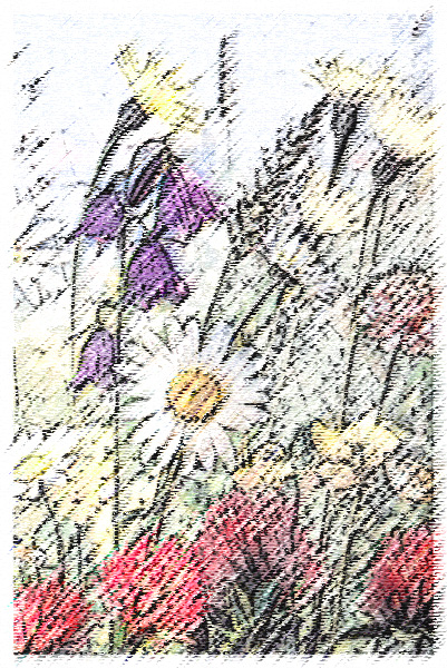 File:Sommerblumen01Draw.JPG