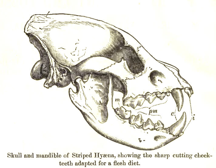 File:StripedHyenaSkull.jpg