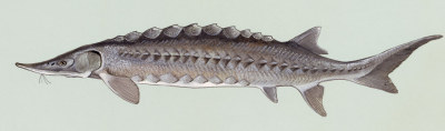 File:Sturgeon2.jpg