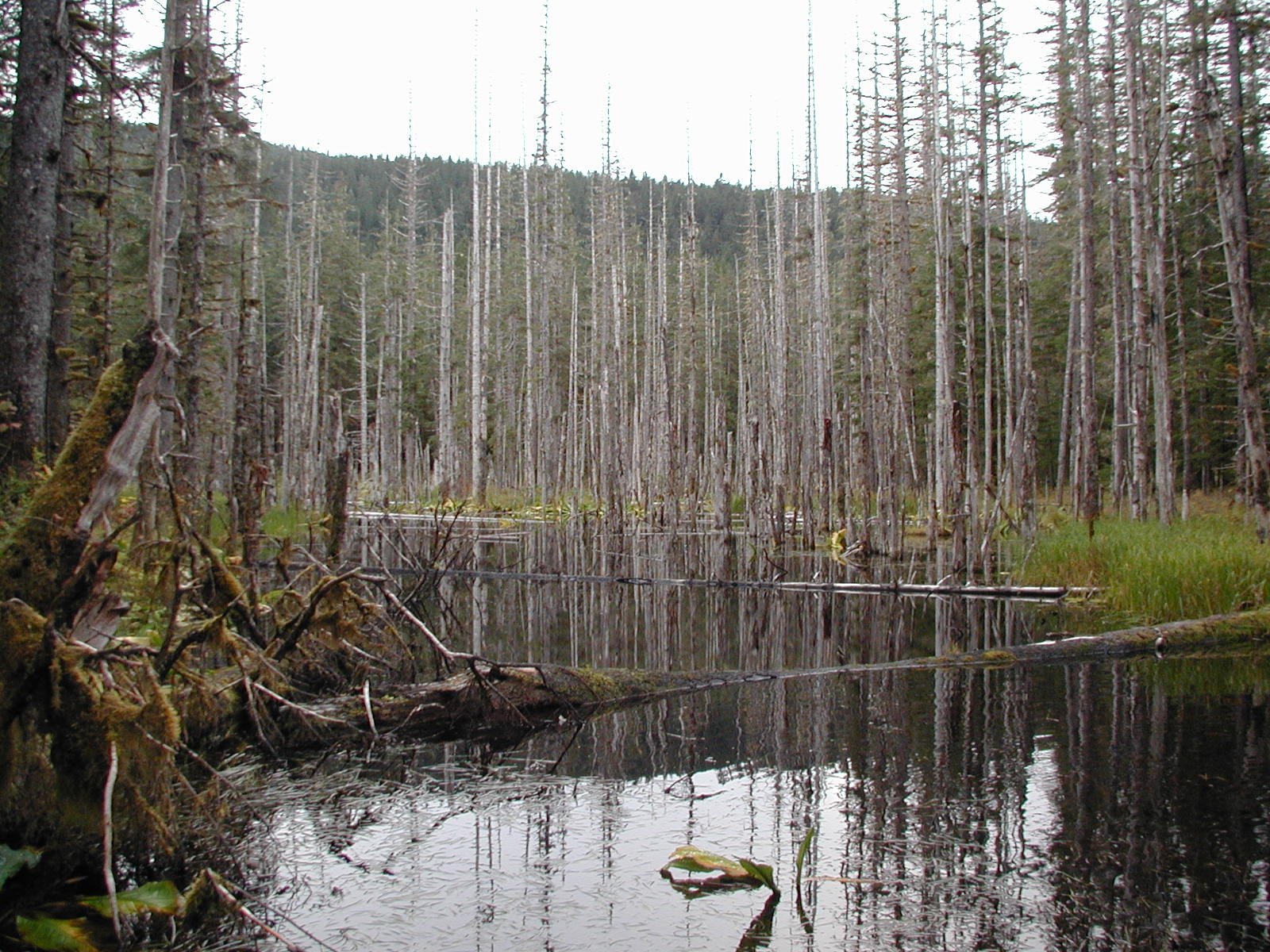 Forest 14. Лес Тонгасс.