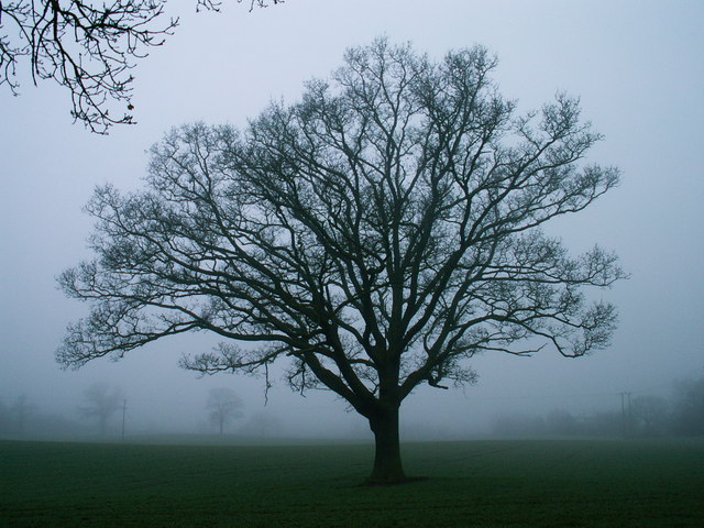 File:Tree in winter - geograph.org.uk - 128245.jpg