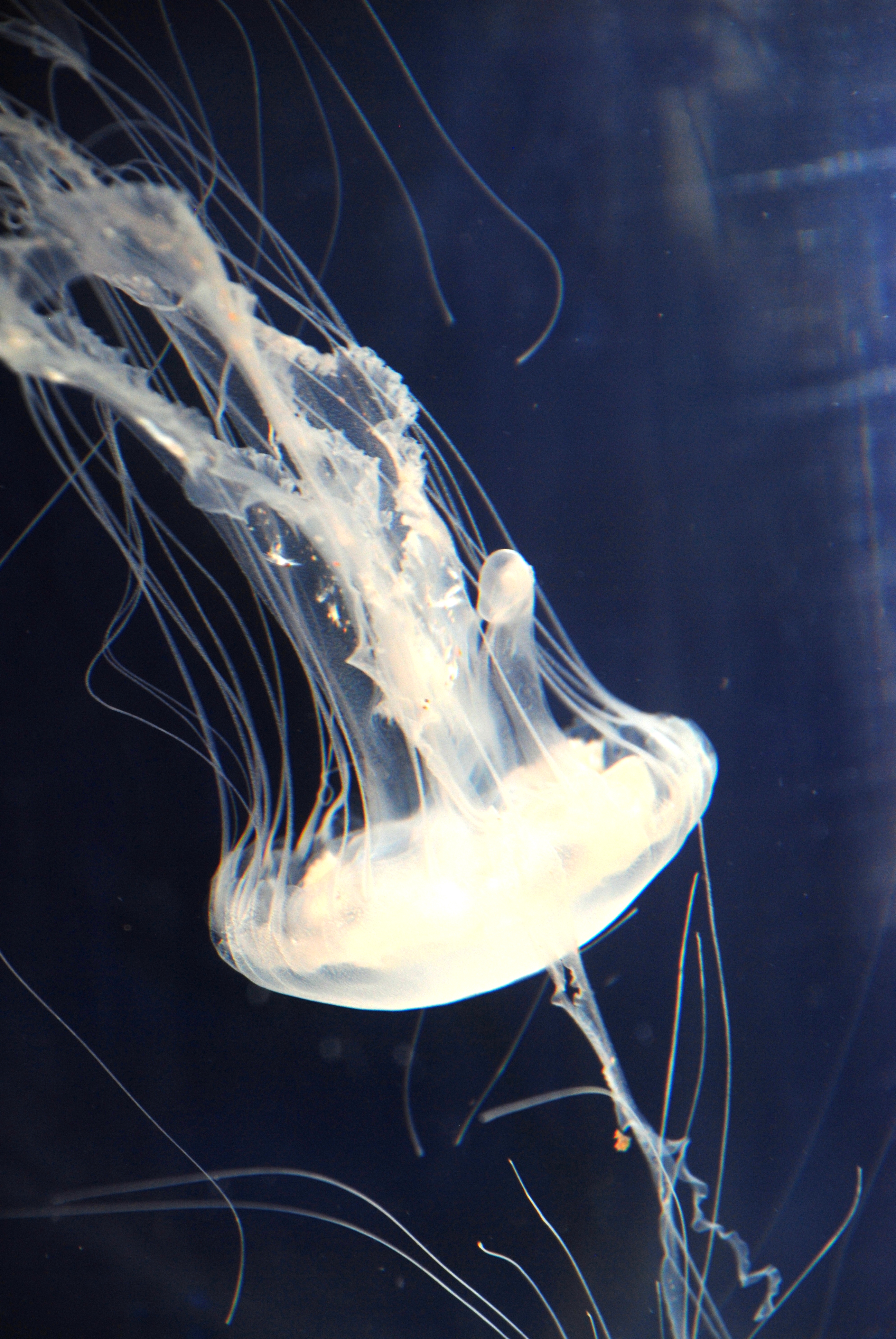 sea nettle jellyfish classification