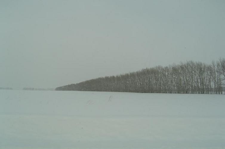 Archivo:Windbreakers altai steppe.jpg