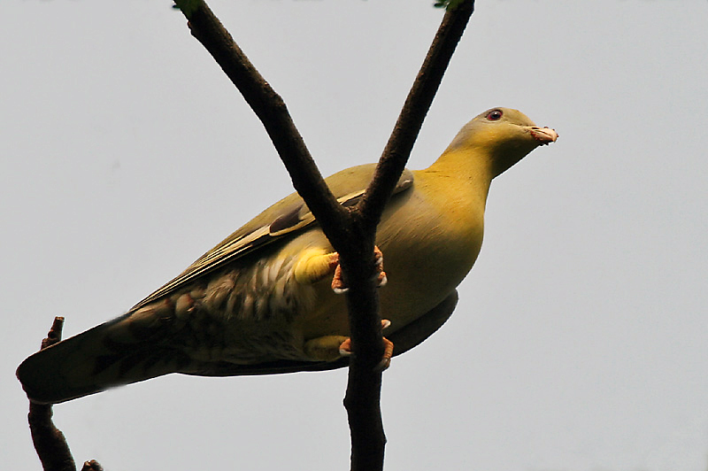 File:Yellow-foooted Green Pigeon I Picture 143.jpg