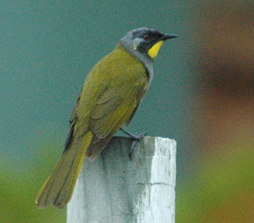 File:Yellow-throated honeyeater side.jpg