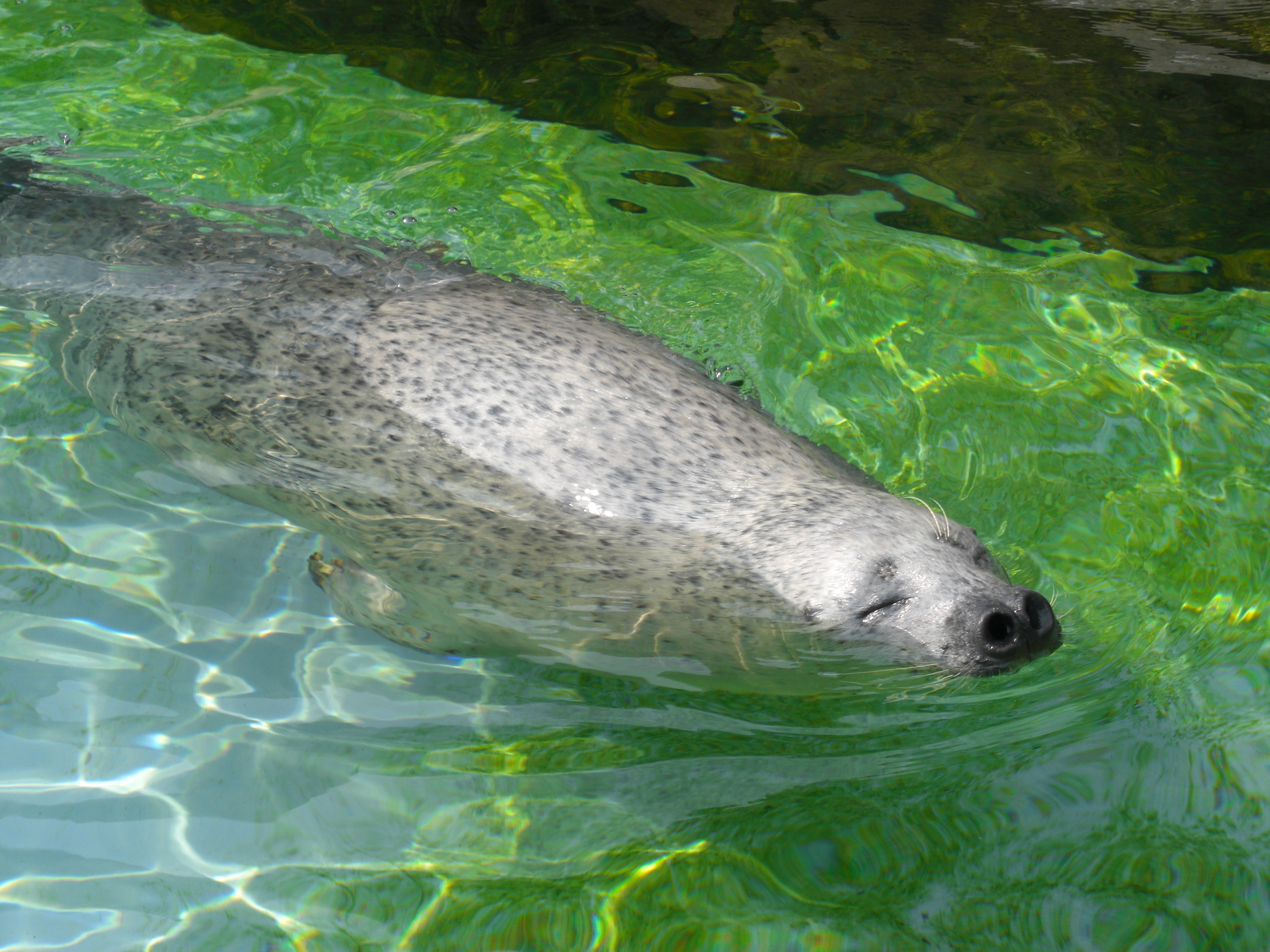 File 旭山動物園 アザラシ Panoramio Jpg Wikimedia Commons