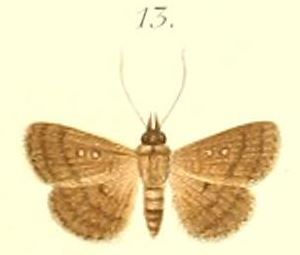 <i>Dahlia</i> (moth) Genus of moths