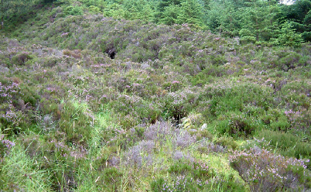 File:A break in the trees - geograph.org.uk - 49695.jpg