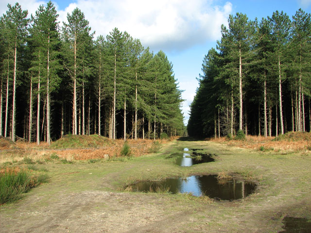 A crossing of tracks in Horsford Woods - geograph.org.uk - 2287492