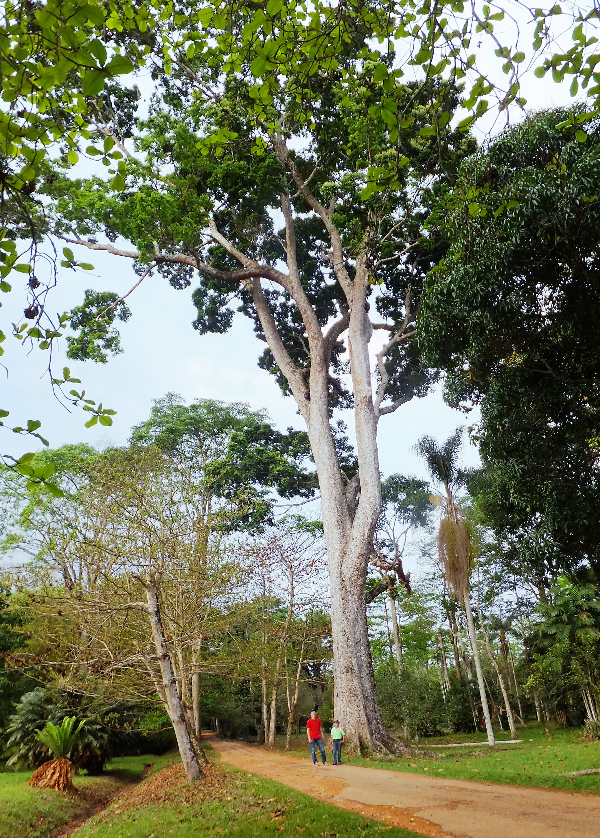 Caoba - Wikipedia, a enciclopedia libre