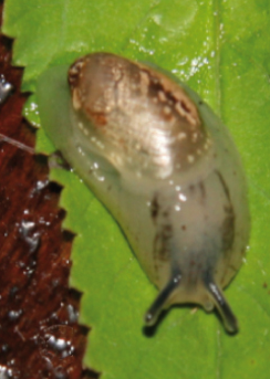 <i>Amphibulima browni</i> Species of gastropod