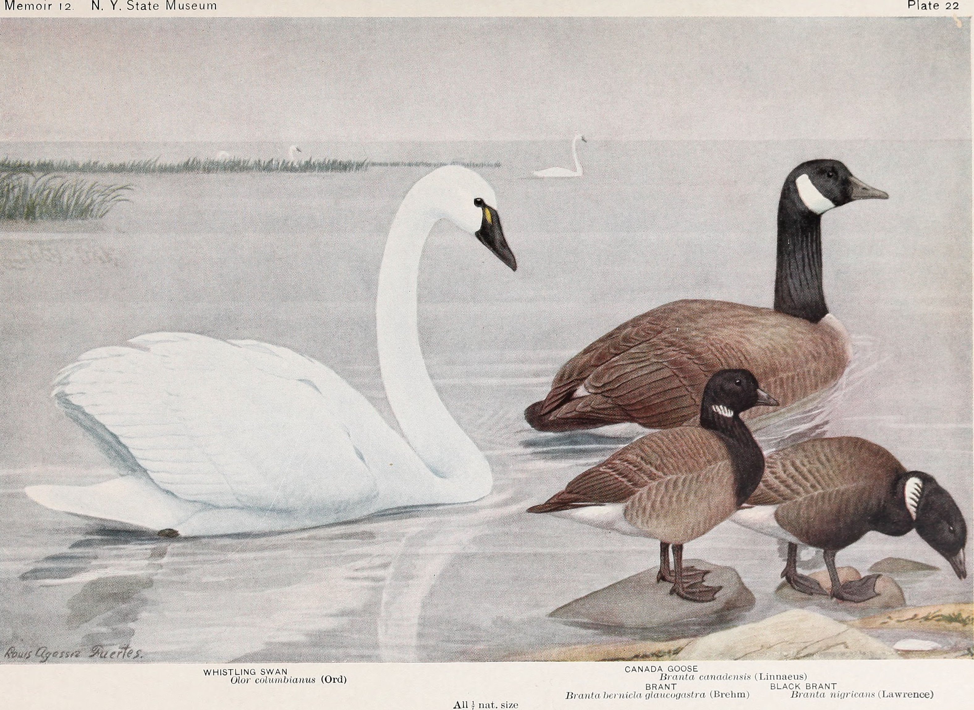 Почтовая марка Tundra Swans over Globe, Swan Geese (Anser cygnoides)