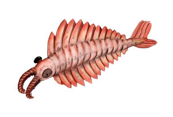 File:Anomalocaris BW.jpg