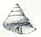 <i>Asthelys munda</i> Species of gastropod