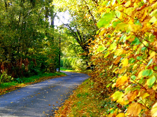 File:Autumn near Loch Eye - geograph.org.uk - 1015655.jpg