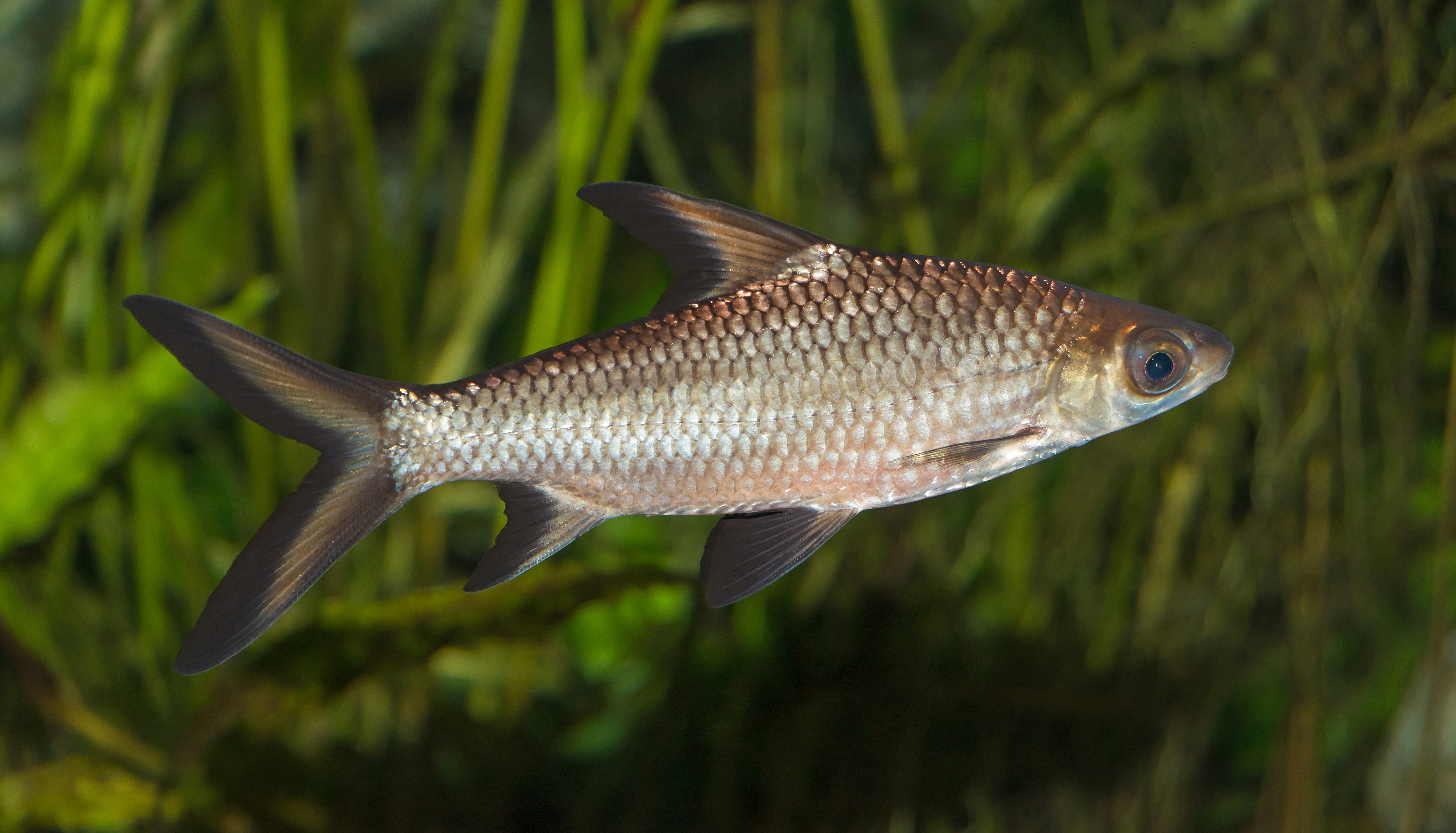 Bala Shark Fish Species Profile