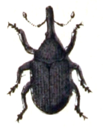 File:Baris.artemisiae.-.calwer.33.20.jpg