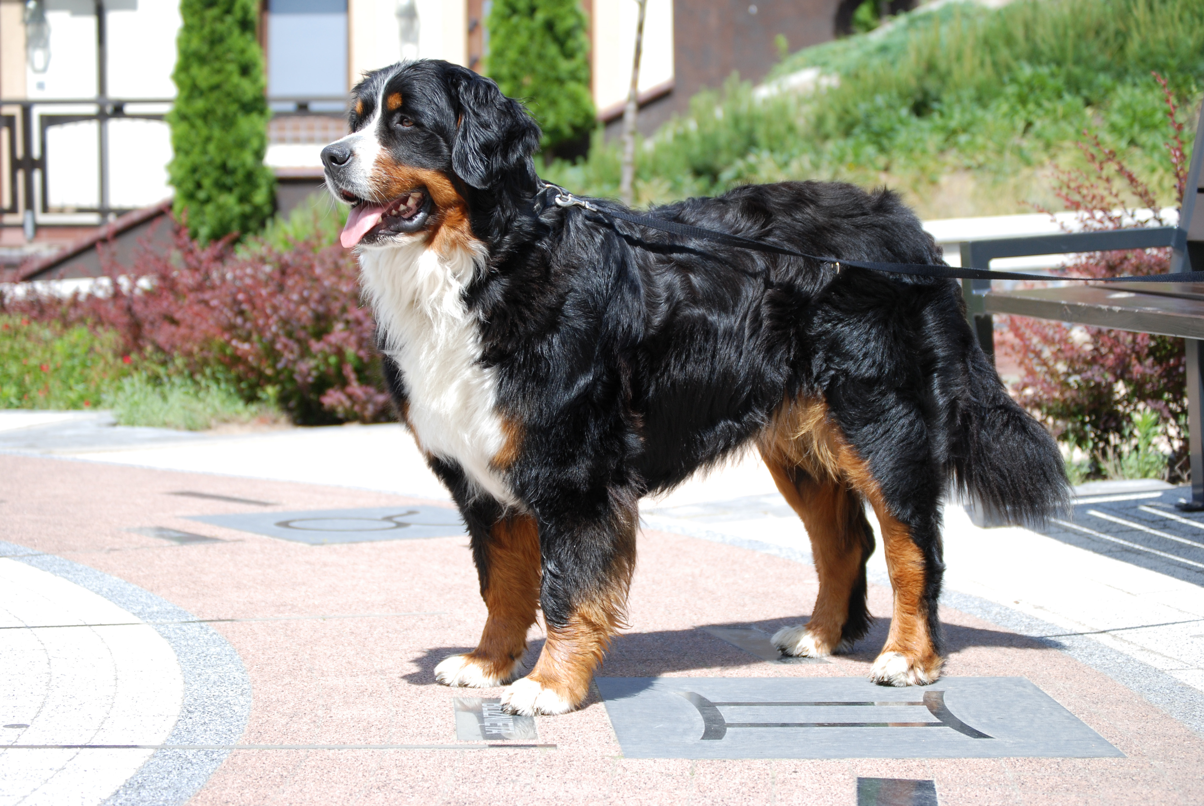 Bernese Mountain