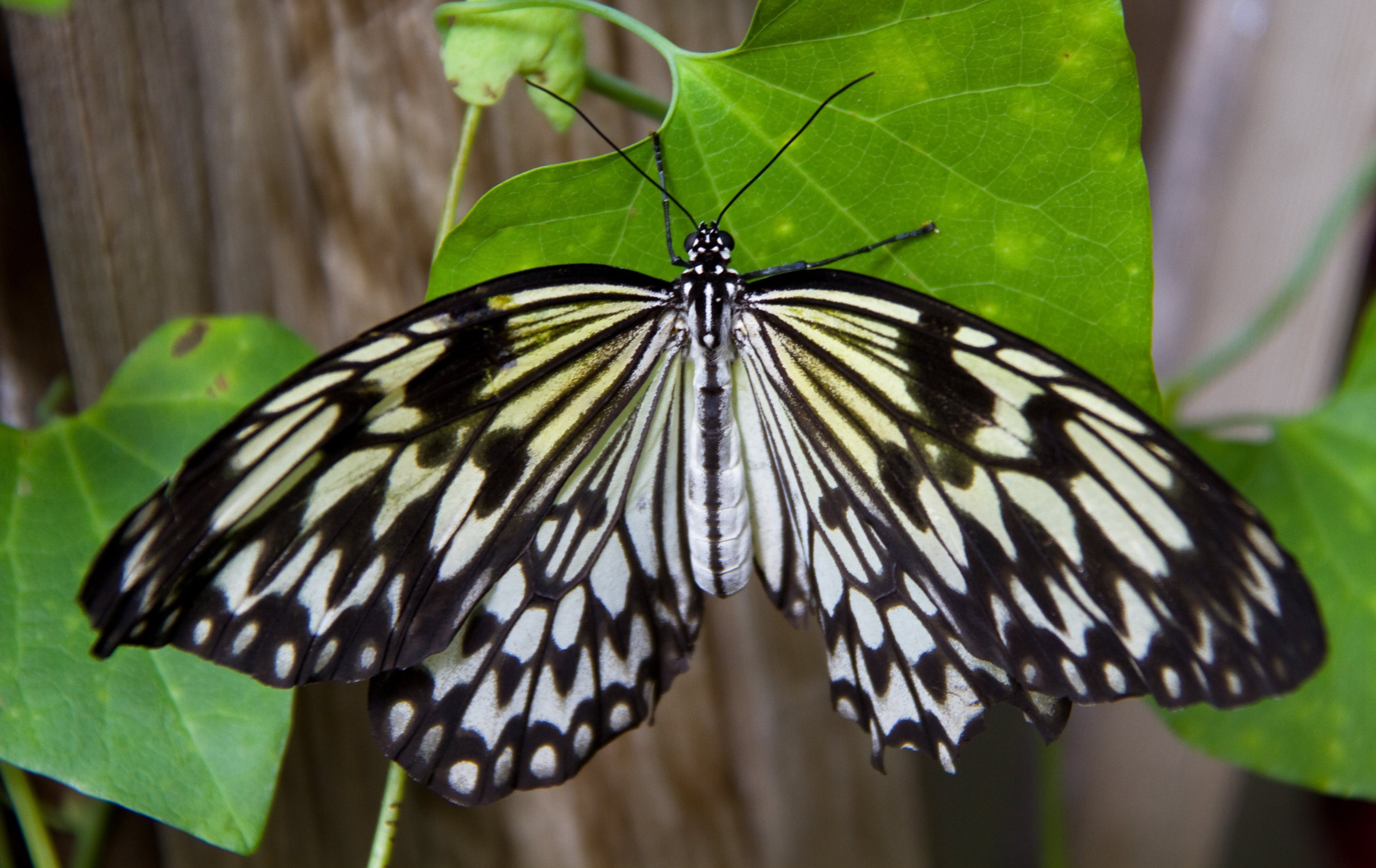 Black & White Butterflies