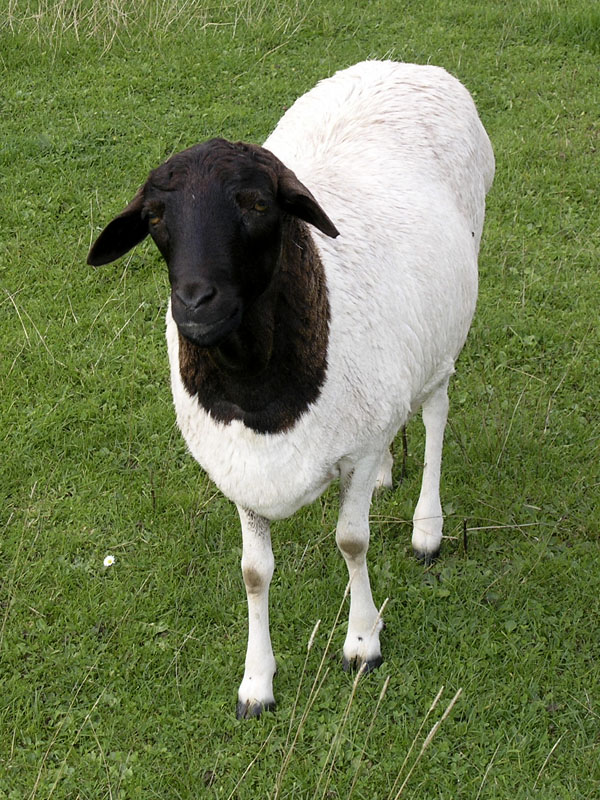 Blackhead sheep: \