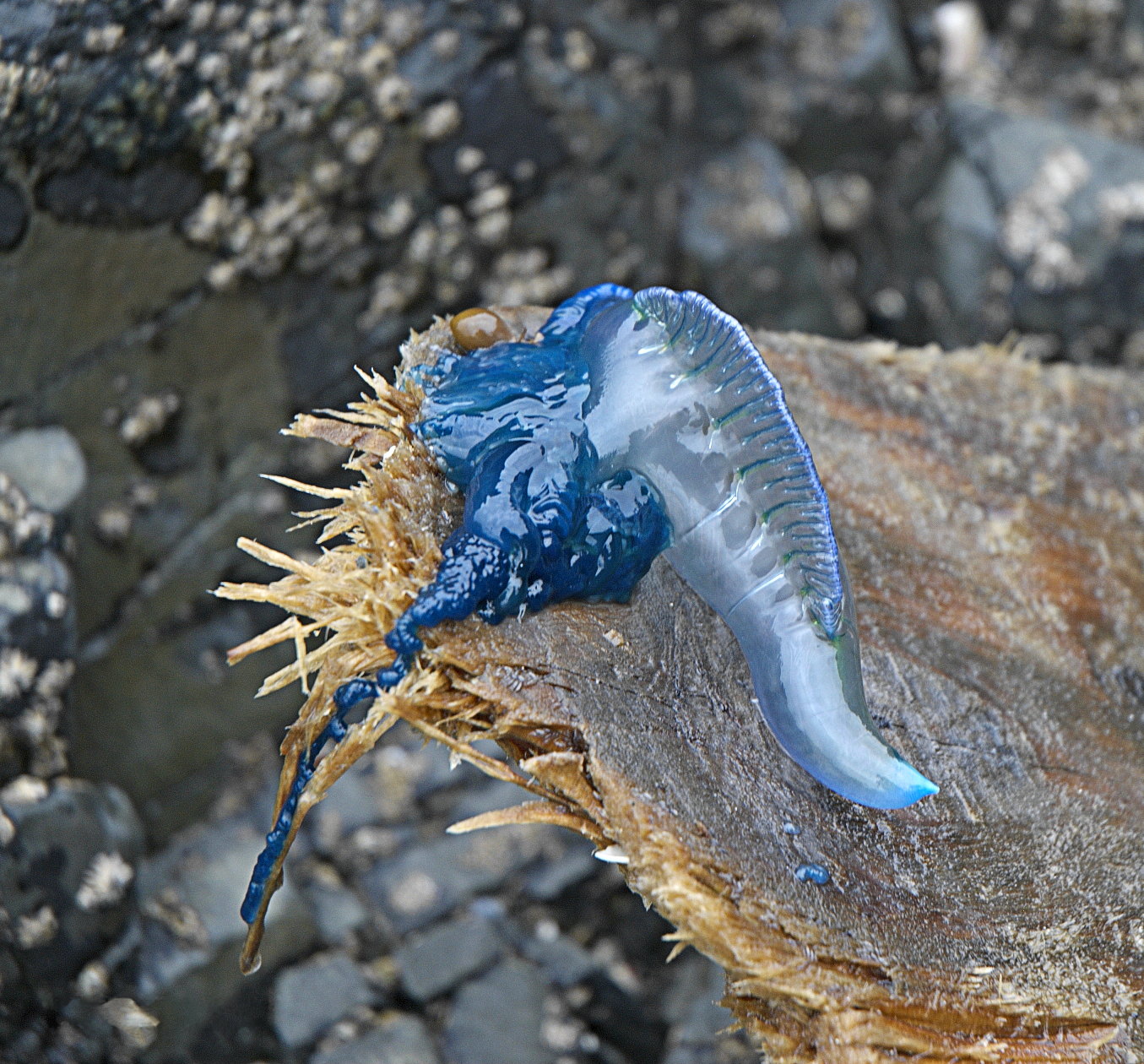 Blue Bottle медуза