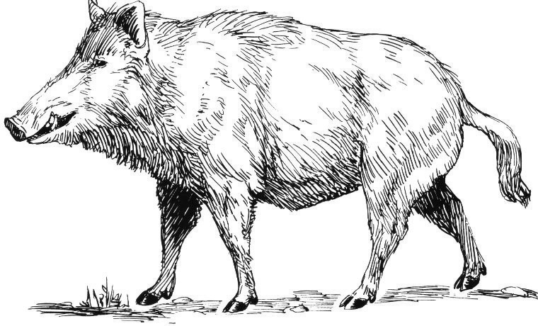 File:Boar (PSF).png