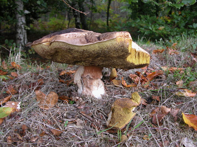 File:Boletus luridus, Trellech Common - geograph.org.uk - 262811.jpg