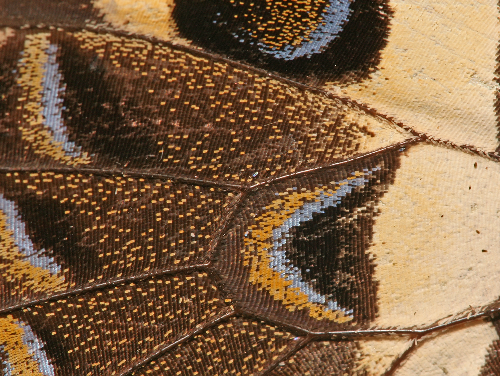 butterfly wing detail