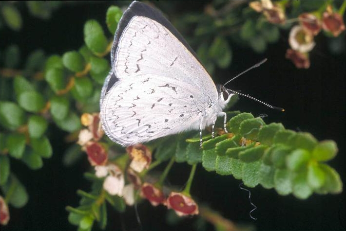 File:Candalides absimilis edwardsi female2.jpg