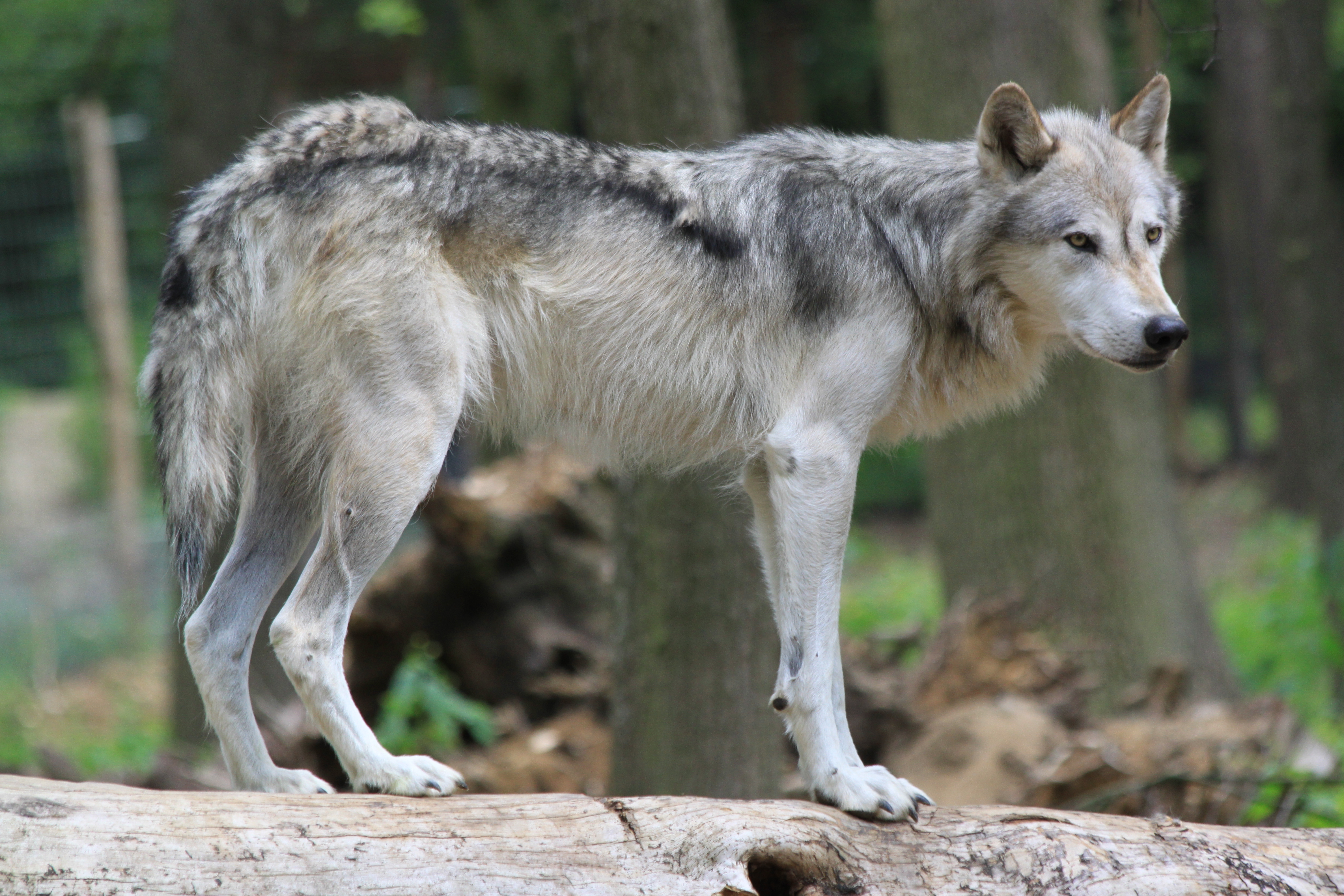 Canis Lupus Wikipedia