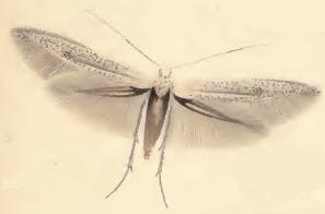 <i>Coleophora hemerobiella</i> Species of moth