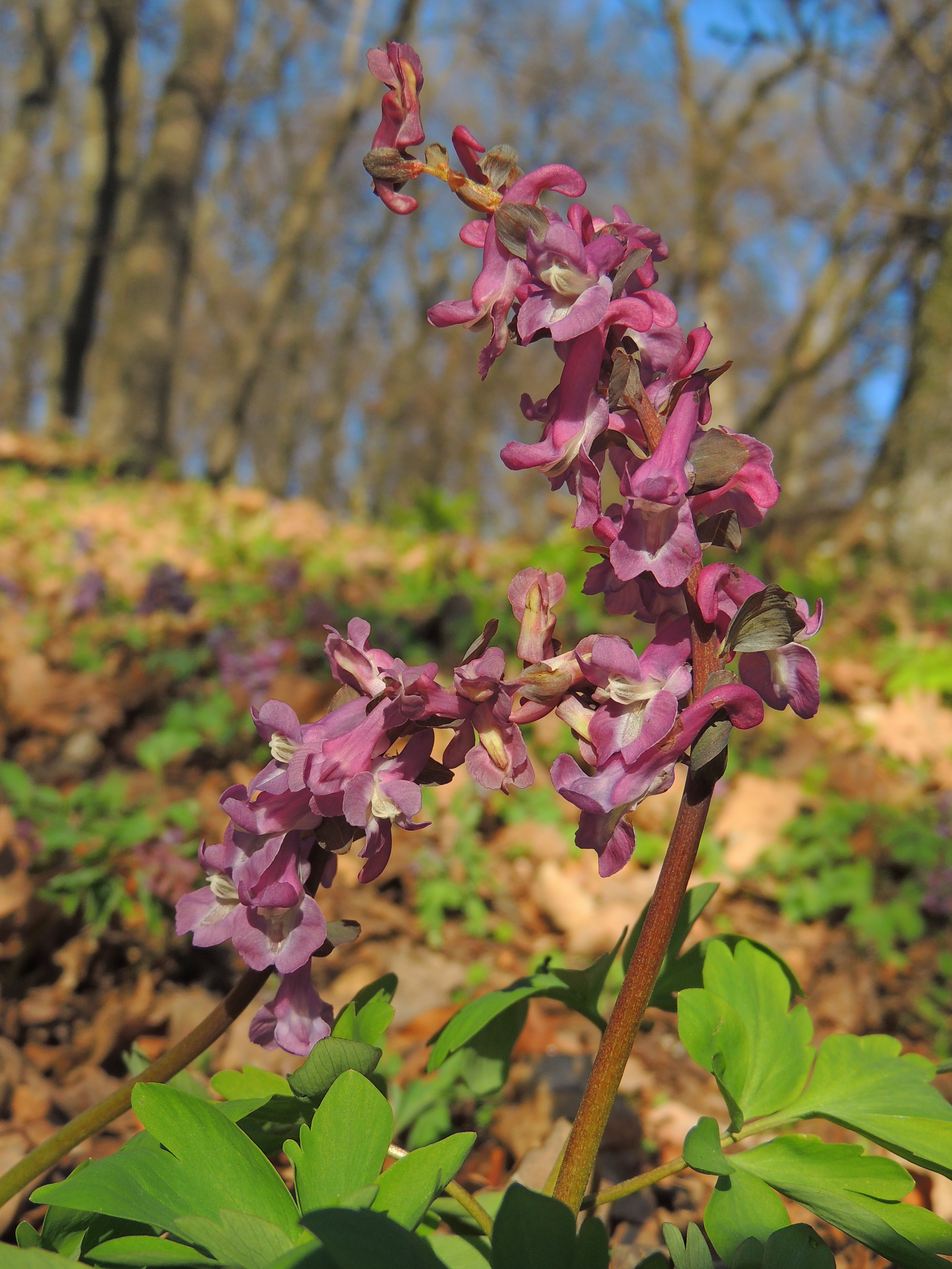 Corydalis paniculigera