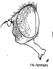 A drawing of the head of Eristalis brousii, seen from the side.