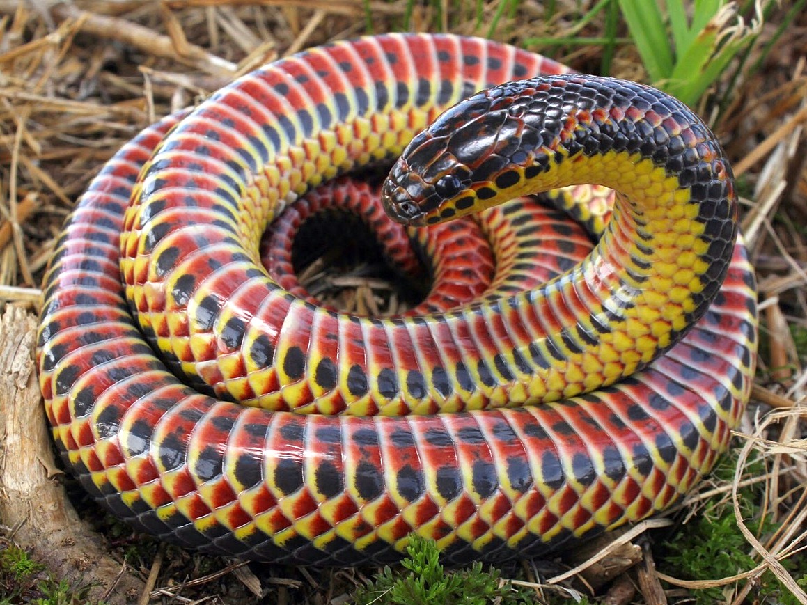 File Farancia erytrogramma rainbow  snake  jpg Wikimedia 