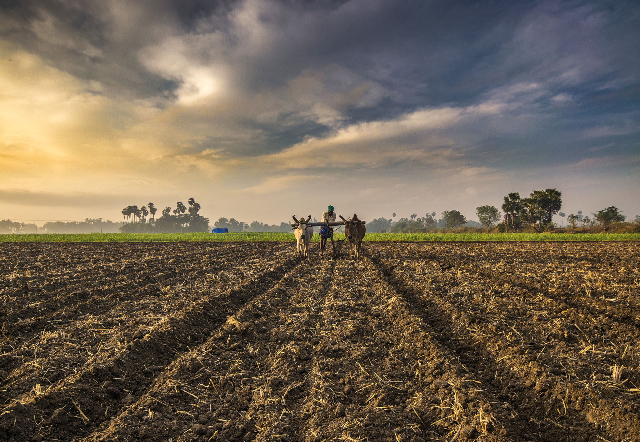 types of agriculture in india