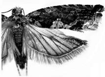 <i>Fibuloides</i> Genus of tortrix moths