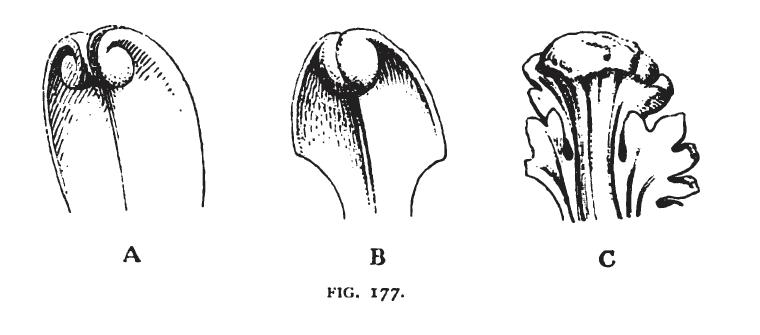 File:Fig 177 -Acanthoid Leafage.jpg