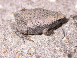 Microhylidae family of amphibians