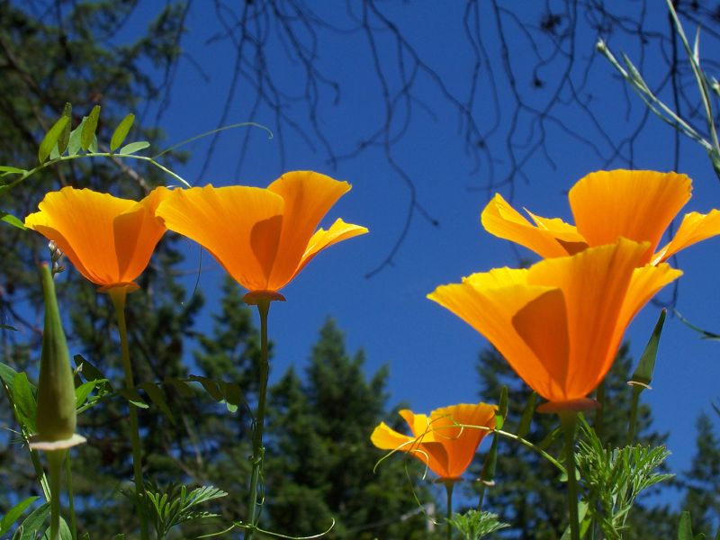 File:Group of California Poppy.jpg