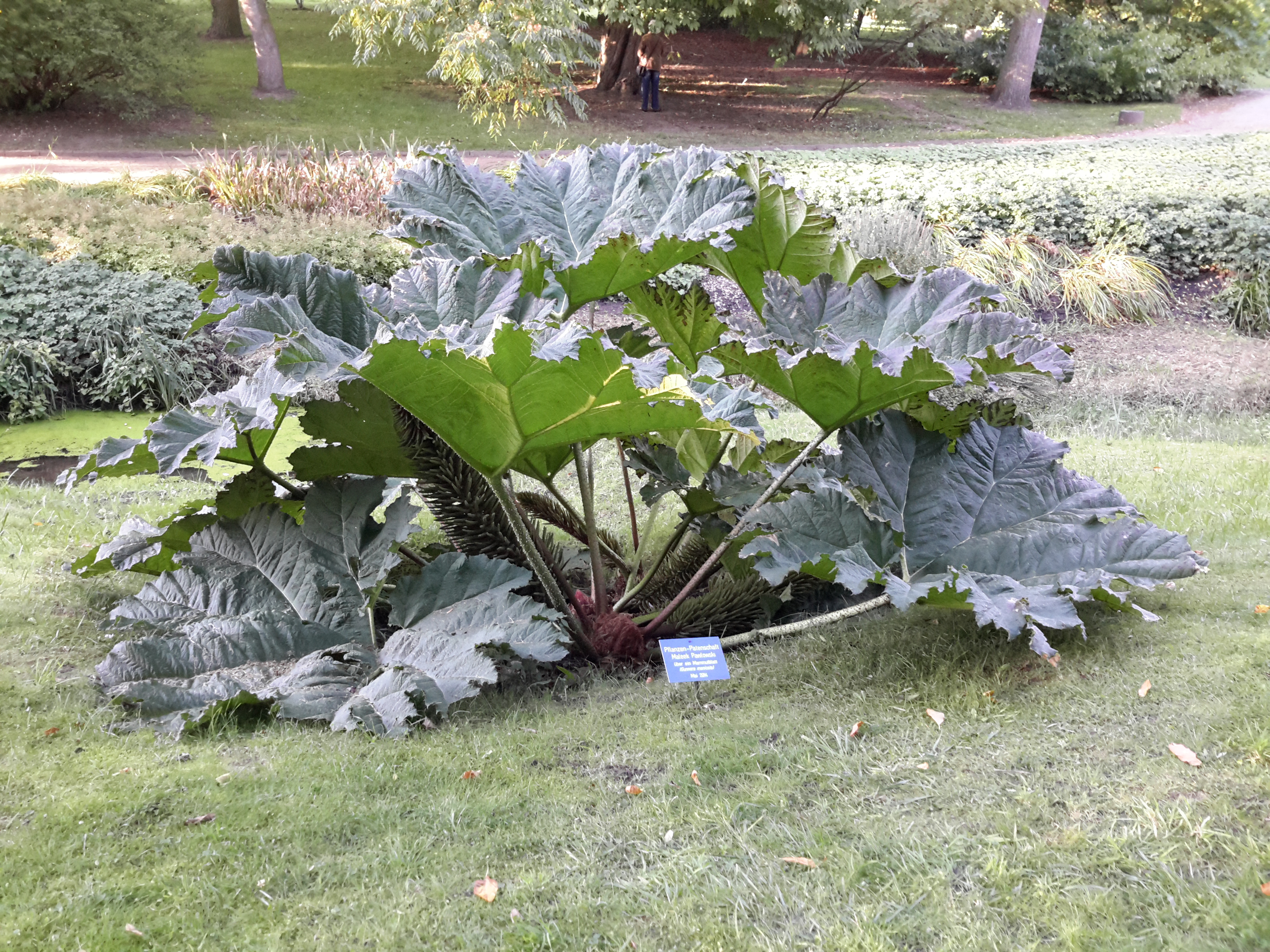 File Gunnera Botanischer Garten Rostock 2015 Jpg Wikimedia Commons