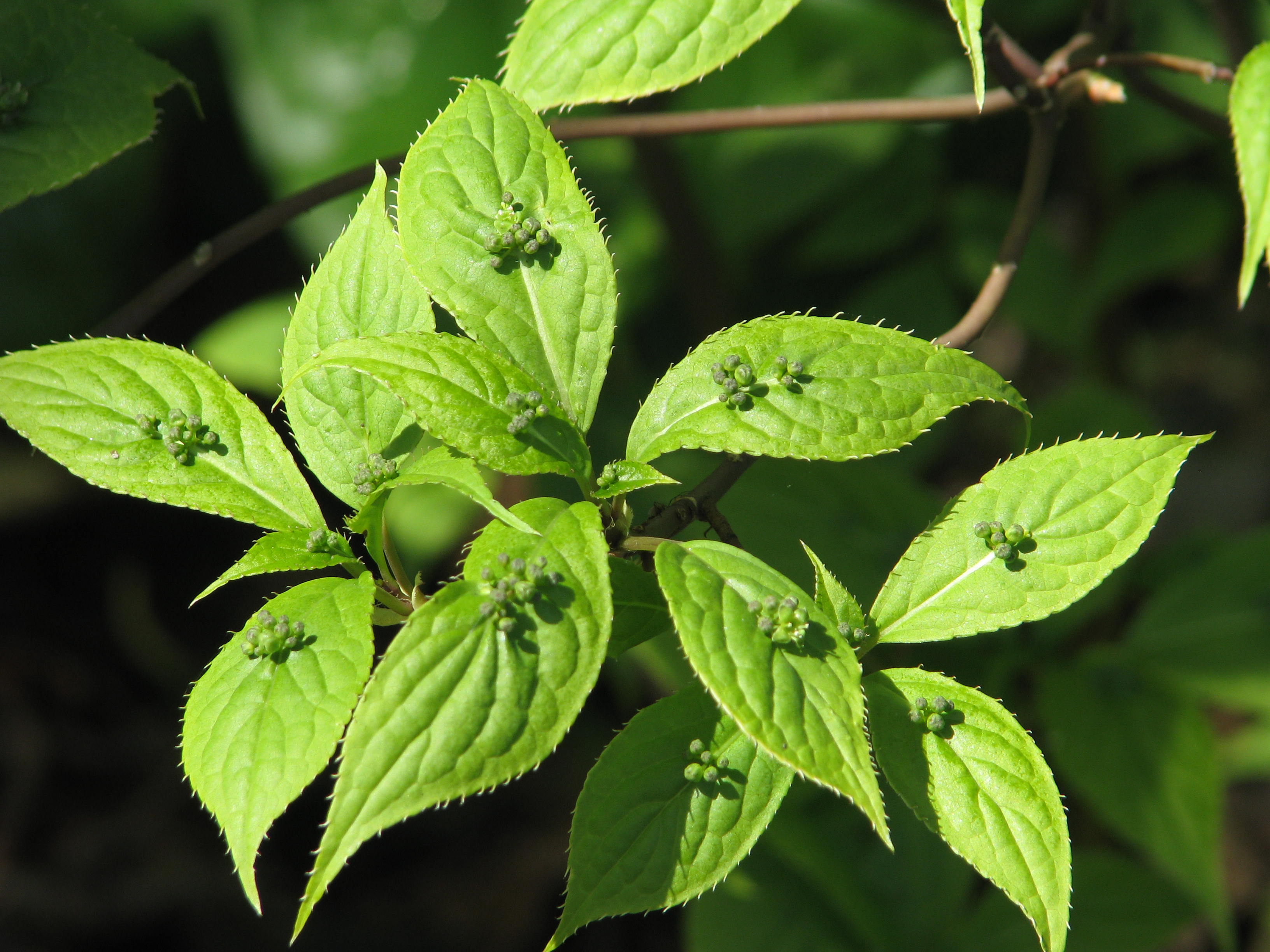 Semis Helwingia Helwingia_japonica_(13900468913)