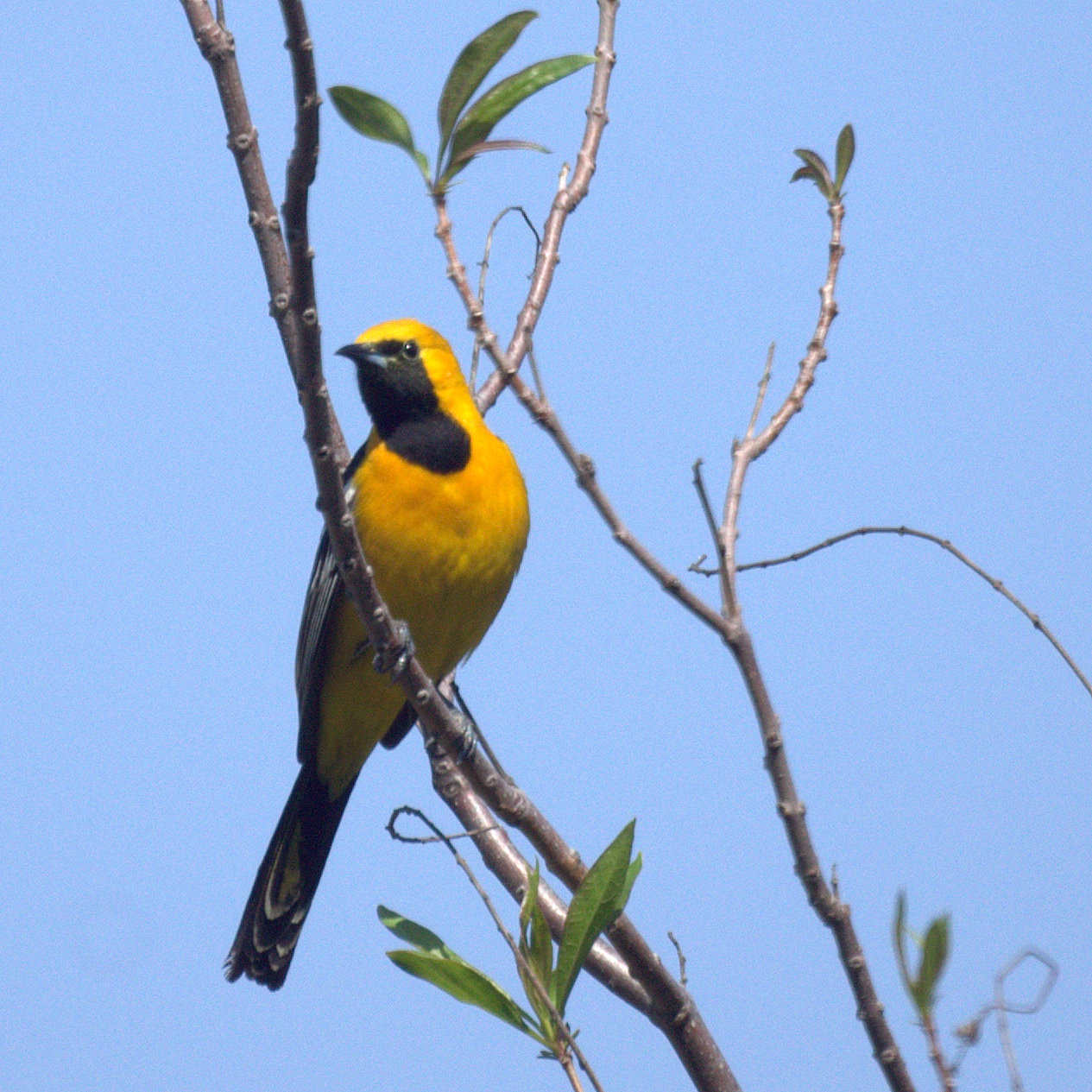 Sivga oriole. Масковый цветной трупиал.