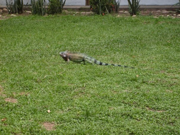 File:Iguana en Apure.jpg